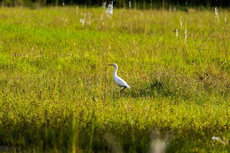 White heron captured on a small grassland during morning in Nepal. White heron flying and searching its food.の写真素材