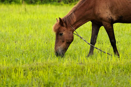Beautiful scenic view of horses grazing in a green grassland during daytime in Pokhara, Nepal.の写真素材