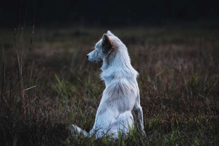 Lonely dog during lockdown days in a park waiting for its human friend.の写真素材