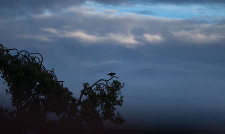Beautiful view of evening sky with colorful clouds and silhouetted trees and crows. Crow sitting on the tree branches and crowing during bluish evening hour. Wallpapers and themes background.の写真素材