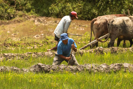View of Nepalese people ploughing the field during monsoon season to cultivate their land. Traditional way of ploughing field in Nepal using Oxen during hot humid day.のeditorial素材