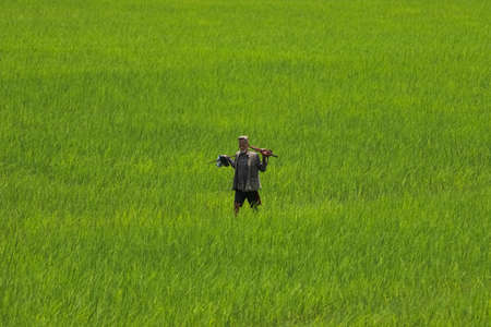 Scenic view of large fully grown paddy field with an old Nepalese man working through. An old man walking through the paddy field in Pokhara, Nepal on the way to his home.の写真素材