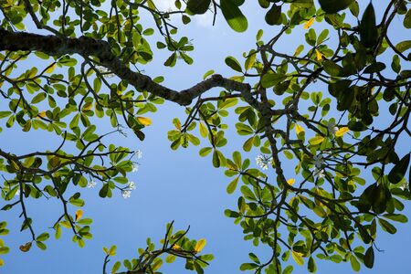 Frangipani tree branches against a blue skyの写真素材
