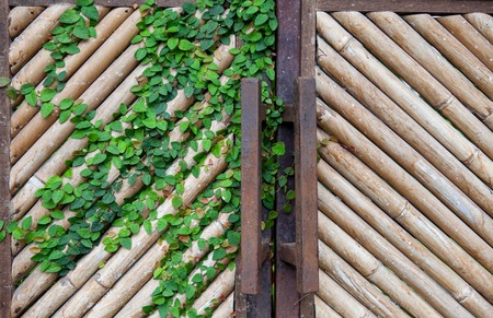 Natural yellow dry bamboo wall, gate for background, with a bindweed leavesの写真素材