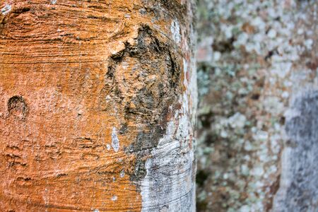 The bark of tropical trees