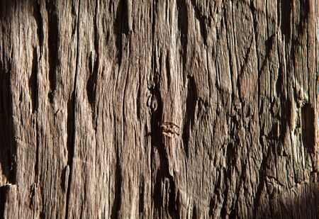 old rough wood texture illuminated by the sun for the backgroundの写真素材