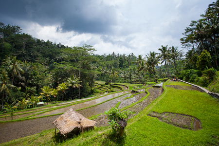 Rice field ready for planting, Sunny day on the farm. House with thatched roof in the jungle in the background of the palm forestの写真素材