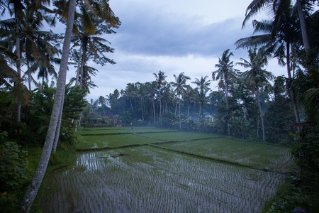 Rice field and farm in the haze of the early morning before sunrise on the background of palm trees and jungleの写真素材