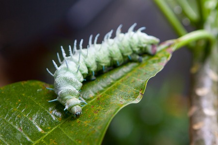 The world's largest green caterpillar Moth Hercules with the blue horns on a tropical leafの写真素材