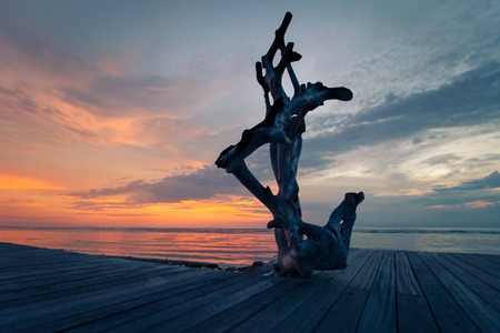 Beautiful sunrise with Stumps and roots of dead mangrove trees at the beach.の写真素材