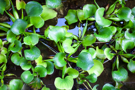 Tropical leaves on the water drops in the forest, greenery jungleの写真素材
