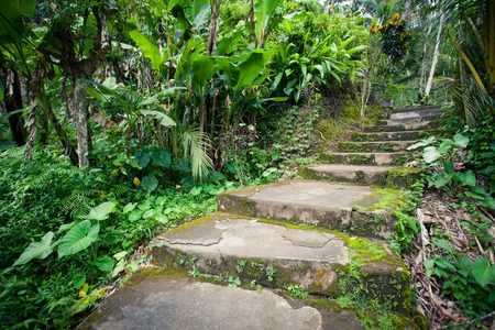 Old stone stairs in the jungle rainforest, thick tropical greenery, Bali Indonesiaの写真素材