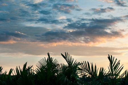 Early morning above the rainforest, clouds illuminated by the sun and a closeup of the foliage of palm trees.の写真素材