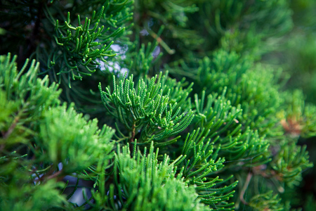 Branch decorative needle cypress dark background, close-up, coniferous tropical woodの写真素材