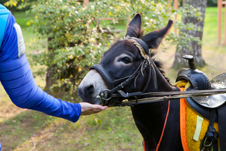 Man feeds from the hands of donkey treatの写真素材