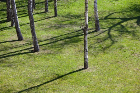 Meadow with grass and young birches in spring, the shade from the treesの写真素材