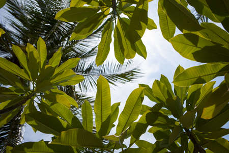 Frangipani tree branches against a blue skyの写真素材