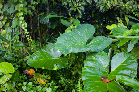Jungle green leaves summer background in exotic tonesの写真素材