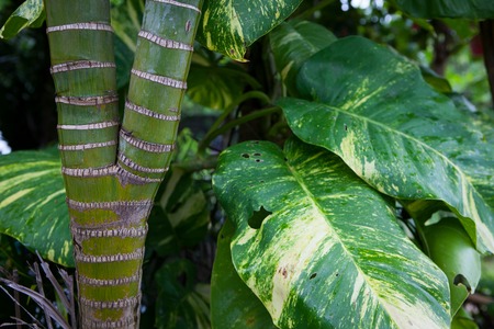 Jungle green leaves summer background in exotic tonesの写真素材