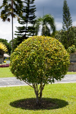 Park with bushes in the form of a ball and green lawnsの写真素材