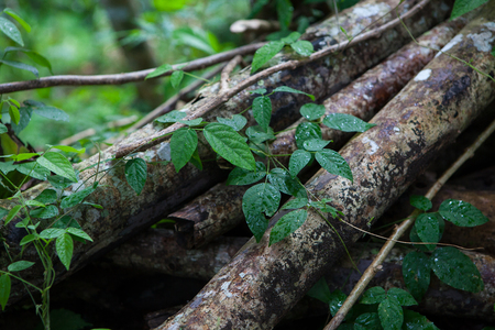 The leaves of the creeper on old branches in a tropical forestの写真素材