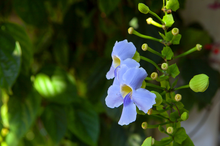 Tropical flowers on a blurred background of garden and summer houseの写真素材