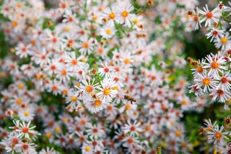 Field of autumn flowers, the Aster ericoides with honey bees