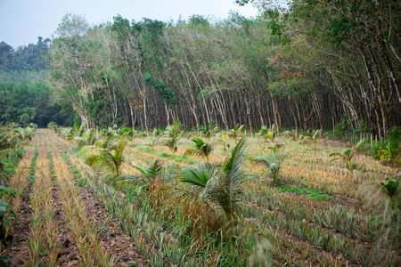 Plantation of young coconut trees on the background of tropical forest in Thailand, selective focusの写真素材