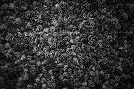 Natural background of brown pine and fir cones close up. Texture of many fallen cones. Template for designの写真素材