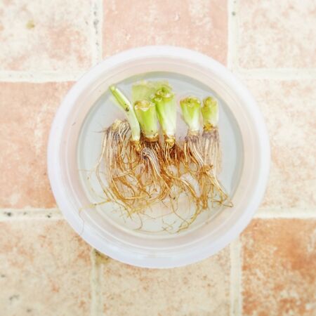 Vegetable Rootsの写真素材