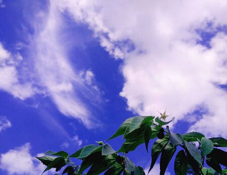 Sky Over the Treeの写真素材