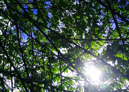 Sunlight Through Leavesの写真素材