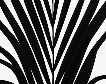 Black and White Palm Tree leafの写真素材