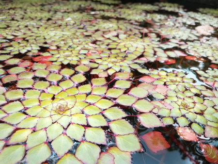 water fernの写真素材