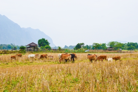 vang vieng  fieldの写真素材