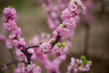 Beeの写真素材