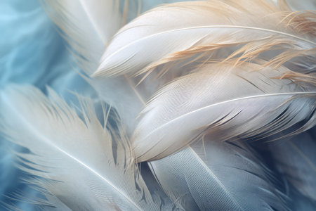 soft white feather texture on blue backgraundの素材