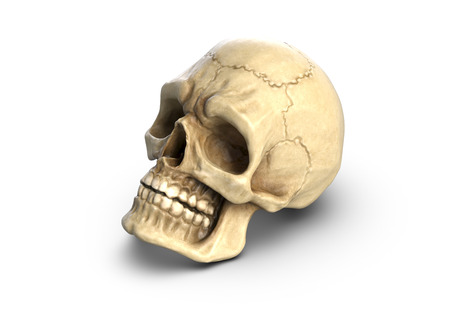 3D illustration of Human skull, isolated on white backgroundの写真素材