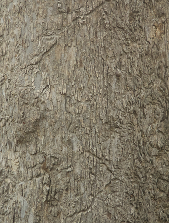 Wood bark texture eated by termites. background.の写真素材