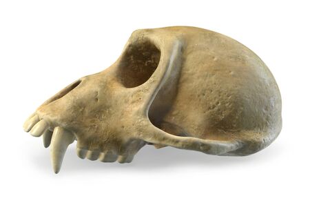 3D render of Monkey Skull isolated on white.の写真素材
