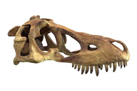 3D render of Tyrannosaurus Rex Skull isolated on white background.の写真素材