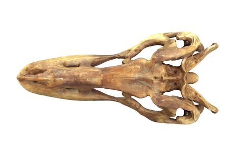 3D render of Tyrannosaurus Rex Skull isolated on white background.の写真素材