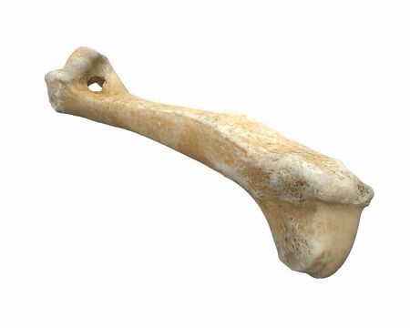 3D render of animal leg bone isolated on whiteの写真素材