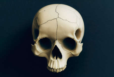 Illustration of human skull on the dark backgroundの写真素材
