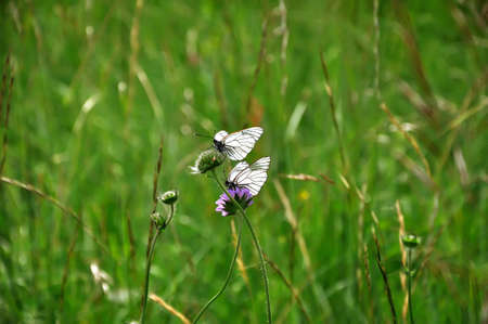 butterflyesの写真素材