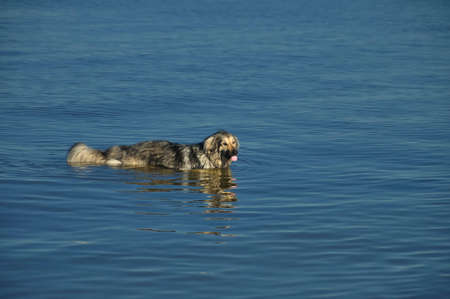 Dog in a blue waterの写真素材