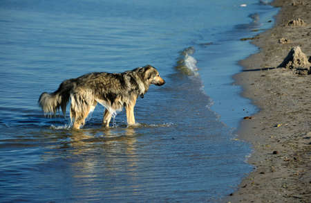 Grey dog in the blue waterの写真素材