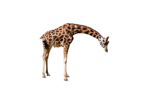 giraffeの写真素材