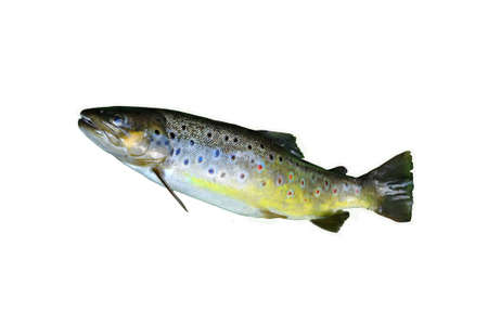 Brown trout isolated on whiteの写真素材