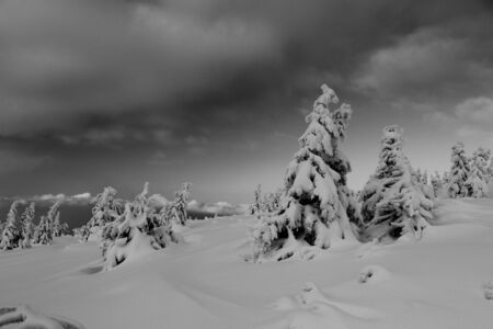 black whiteの写真素材